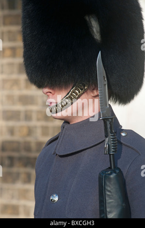 Queens Guard in long grey tunic coat and Busby hat with fixed bayonet standing guard in London, England, UK Stock Photo