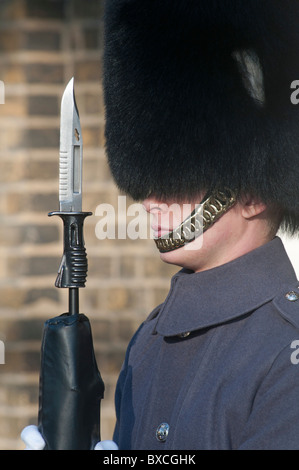 Queens Guard in long grey tunic coat and Busby hat with fixed bayonet standing guard in London, England, UK Stock Photo