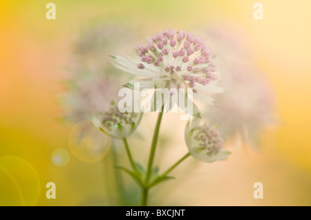 Astrantia major flowers - Masterwort with Sun Flare/ Lens Flare Stock Photo