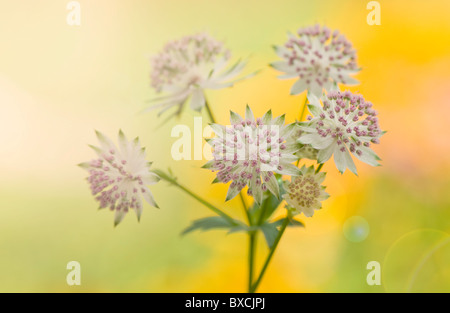 Astrantia major flowers - Masterwort with Sun Flare/ Lens Flare Stock Photo