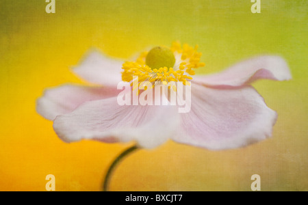 A single pink Japanese Anemone flower - Anemone Japonica Stock Photo