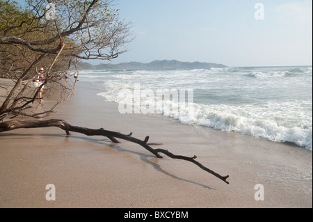Edge of the forest at the beach with driftwood on the sand Stock Photo