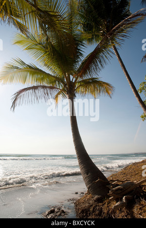 Lone palm tree at water's edge on the ocean beach Stock Photo