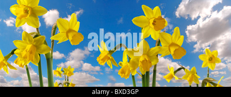 Daffodil flowers Stock Photo