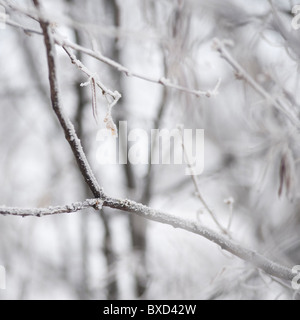 Winnipeg, Winter Frost Stock Photo