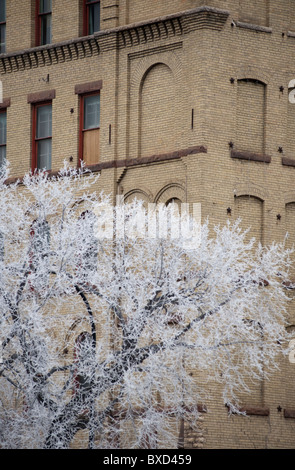 Winnipeg, Winter Frost Stock Photo