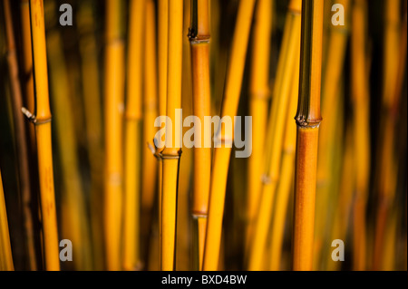 Phyllostachys aureosulcata f spectabilis stems Stock Photo