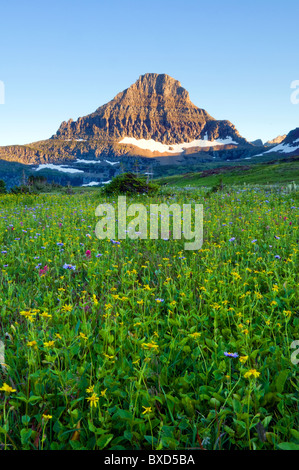 Wildflowers beneath Reynolds Mountain Glacier National Park Montana USA ...