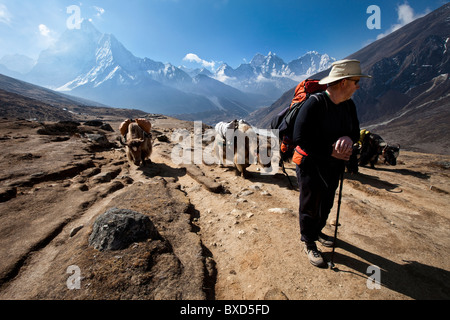 A trekker in Nepal looks over his shoulder at the approaching yak train. Stock Photo