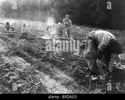 agriculture, harvest, harvesting potatoes, women and children at work, 1950s, , Additional-Rights-Clearences-Not Available