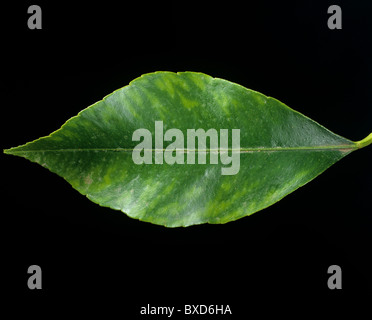 Lemon leaf showing symptoms of manganese deficiency Stock Photo
