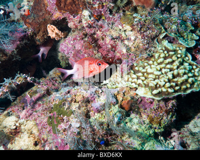 Giant,spiny,sabre,long jawed,squirrelfish, Sargocentron spiniferum Stock Photo