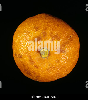 Marks on orange caused by cold injury and low temperatures in store Stock Photo