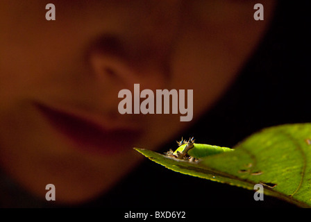 A young woman looks at an amazing green caterpillar in the amazon rainforest. Stock Photo