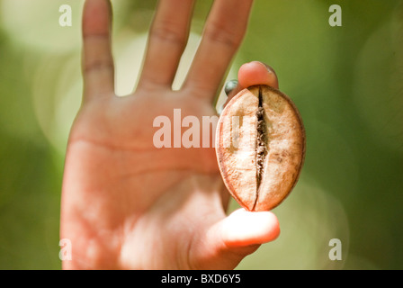 A young woman holds the seed to a relative of the African Baobab Tree. Stock Photo