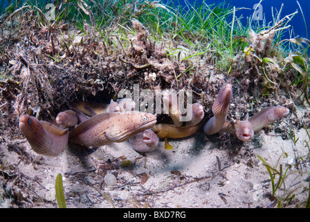 Morey eels, Taba, Egypt, Red Sea Stock Photo