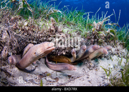 Morey eels, Taba, Egypt, Red Sea Stock Photo