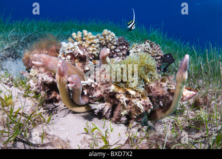 Morey eels, Taba, Egypt, Red Sea Stock Photo
