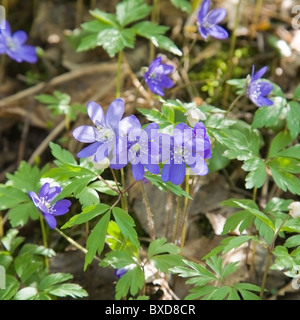 liverwort (Hepatica nobilis) growing together with wood anemone on the forest floor Stock Photo