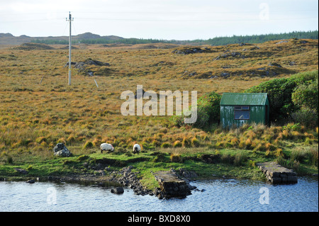 Sheeps, Toombeola, R341, Connemara, County Galway, Republic of Ireland Stock Photo
