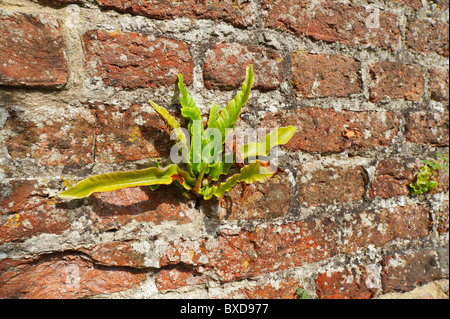 Harts tongue fern colonising hand made brick made from Kentish wealden clay Stock Photo