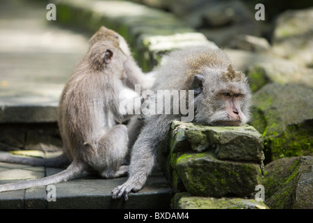 Balinese macaques at the Sacred Monkey Forest Sanctuary in Ubud, Bali Stock Photo