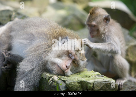 Balinese macaques at the Sacred Monkey Forest Sanctuary in Ubud, Bali Stock Photo