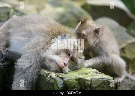 Balinese macaques at the Sacred Monkey Forest Sanctuary in Ubud, Bali Stock Photo