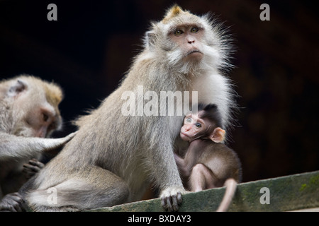 Balinese macaques at the Sacred Monkey Forest Sanctuary in Ubud, Bali Stock Photo