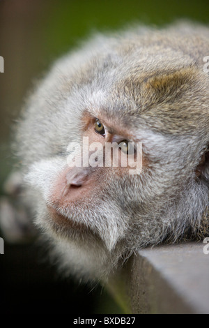 Balinese macaque at the Sacred Monkey Forest Sanctuary in Ubud, Bali Stock Photo