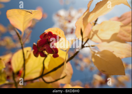 Spindle tree with capsular hanging fruit berry in early Autumn Stock Photo