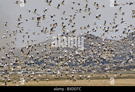 Flight of snow geese in March at Lower Klamath National Wildlife Refuge, California, USA Stock Photo