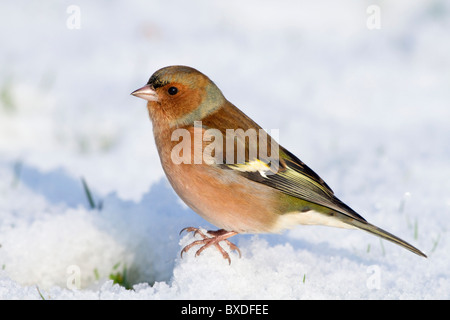 Chaffinch; Fringilla coelebs; male; in snow