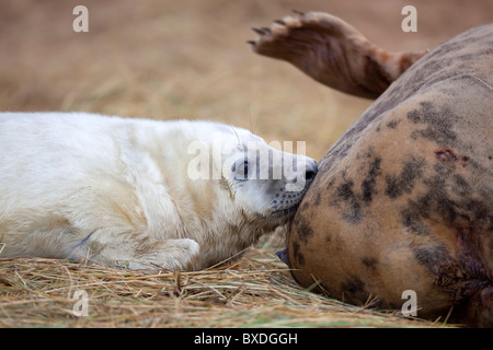 Grey Seals; Halichoerus grypus; mother and pup; Donna Nook; Lincolnshire Stock Photo