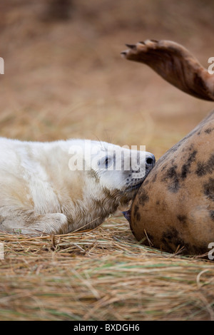 Grey Seals; Halichoerus grypus; mother and pup; Donna Nook; Lincolnshire Stock Photo