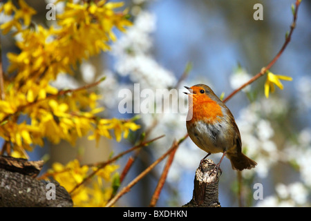 Robin singing whilst sat on tree branch.  Taken at the beginning of spring, white blossom can be seen in the background. Stock Photo