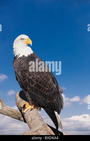 Bald eagle perched on branch Stock Photo