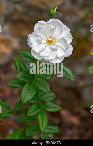 White Floribunda rose -- cultivar Iceberg Stock Photo