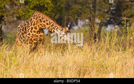 Giraffe eating grass, seen on safari in South Luangwa National Park, Zambia, Africa. Stock Photo