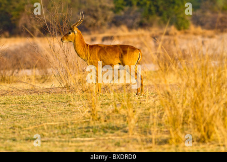 View of male deer-like puku animals (Kobus vardonii), seen while on safari in South Luangwa Valley, Zambia, Africa. Stock Photo