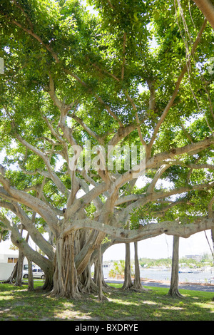 banyan tree, Ficus sp., Jupiter, Florida, USA, Atlantic Ocean Stock Photo