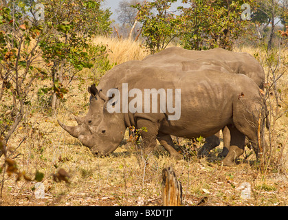 Two of the five white rhinos seen on a walking safari in Mosi-oa-Tunya National Park outside Livingstone, Zambia Stock Photo