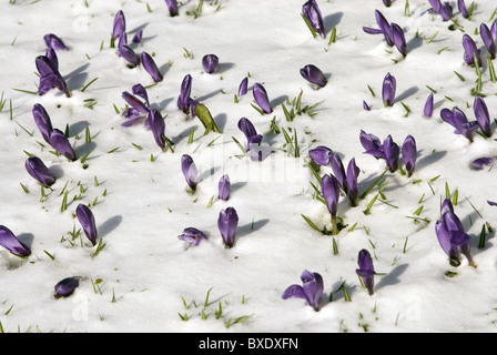 Crocus penetrate the new snow, which fell in the month of March, Stenungsund, Sweden Stock Photo