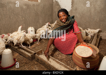 Ms. Claria Mwanyika feeds her chickens in Iringa, Tanzania, East Africa. Stock Photo