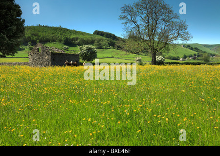 Old Barn in Buttercup field near Castletown, Dark Peak, The Peak District, Derbyshire Stock Photo