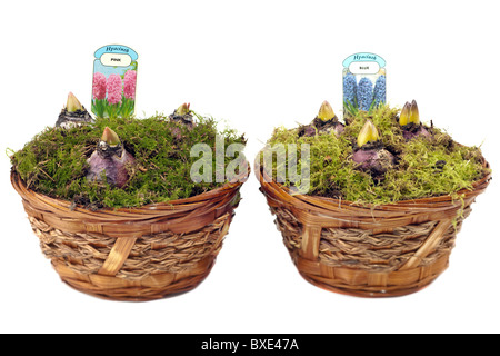 Two small wicker baskets containing three emerging Hyacinth bulbs in pink and blue Stock Photo