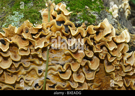 Shelf fungus growing on fallen tree with moss. Midlothian, Virginia Stock Photo