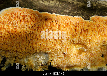 Fungus growing on decaying tree in deciduous forest. Midlothian, Virginia Stock Photo