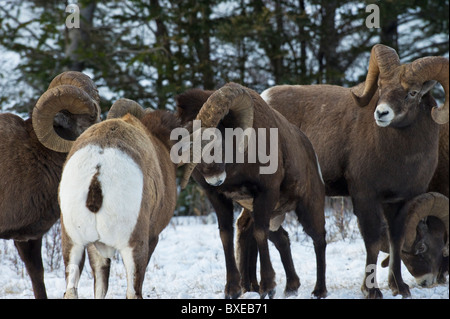 Rocky mountain Bighorn Sheep aggressively pushing and head butting Stock Photo