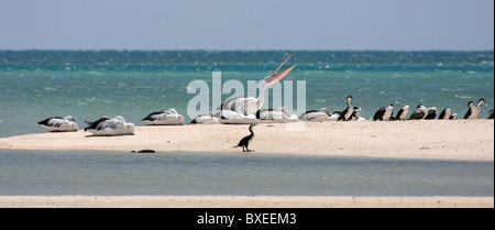 Australian Pelicans and Pied Cormorants roosting on a spit of sand at Monkey Mia Shark Bay near Denham Western Australia Stock Photo